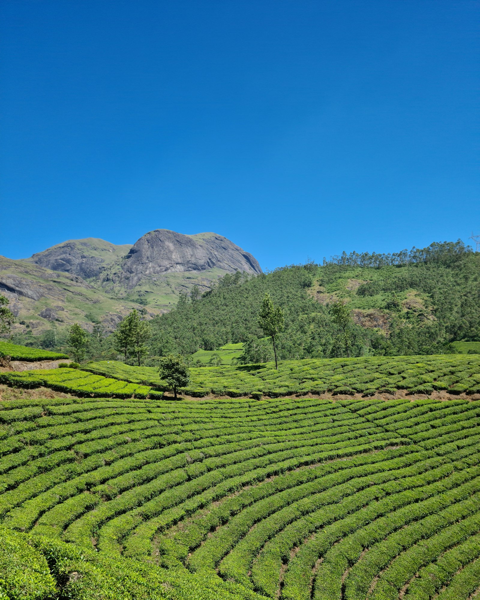 Tea plantation in Munnar during monsoon